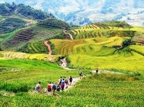 A walk through rice fields
